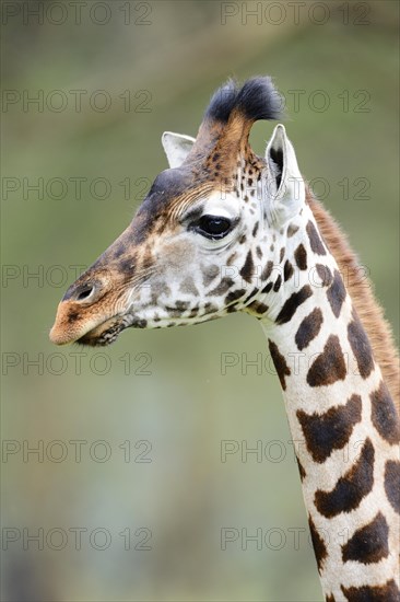 Rothschild's Giraffe (Giraffa camelopardalis rothschildi)