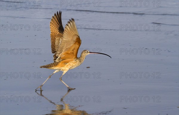 Long-billed curlew (Numenius americanus) taking off at a wet beach