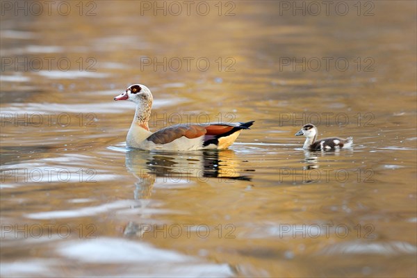 Egyptian goose (Alopochen aegyptiacus) with chicks