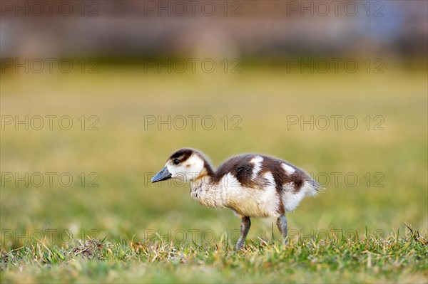 Egyptian goose (Alopochen aegyptiacus) chick