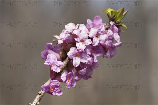 February daphne (Daphne mezereum)