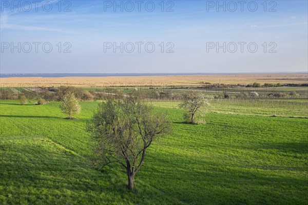 Neusiedler lake with reeds