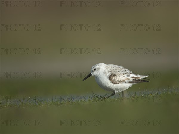 Sanderling (Calidris alba)