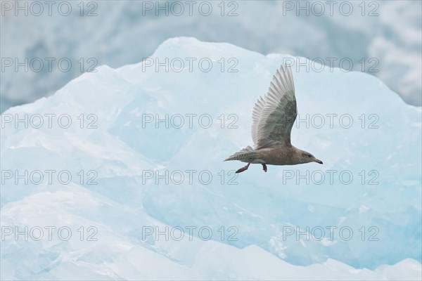 Glaucous Gull (Larus hyperboreus)