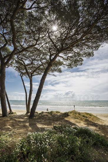 Pines (Pinus pinea) on the beach