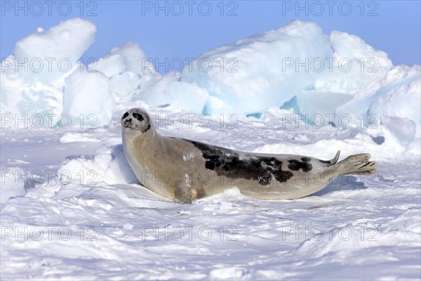 Harp Seal or Saddleback Seal (Pagophilus groenlandicus