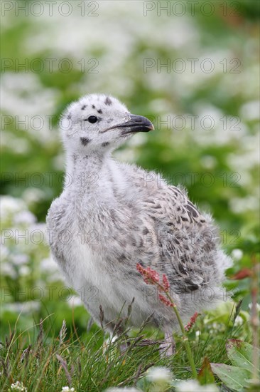 Great black-backed gull (Larus marinus)