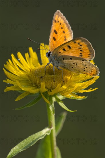 Large Copper (Lycaena dispar) on a British Yellowhead (Inula britannica)