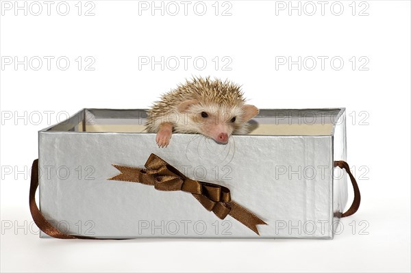 Two Four-toed Hedgehogs or African Pygmy Hedgehogs (Atelerix albiventris)