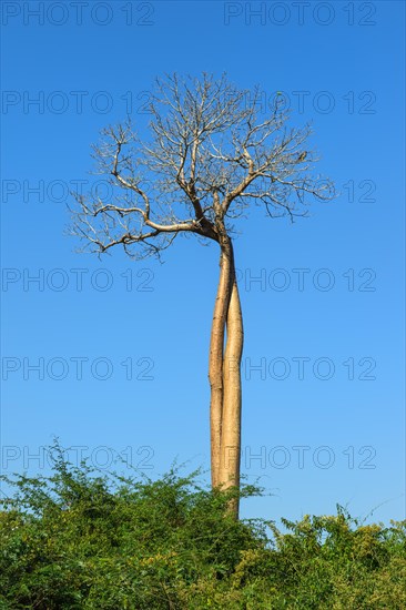 Twisted Baobab trees (Adansonia grandidieri)