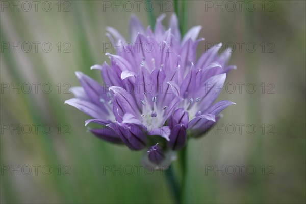 Chives (Allium schoenoprasum)