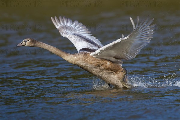 Young Mute Swan (Cygnus olor) taking off from water