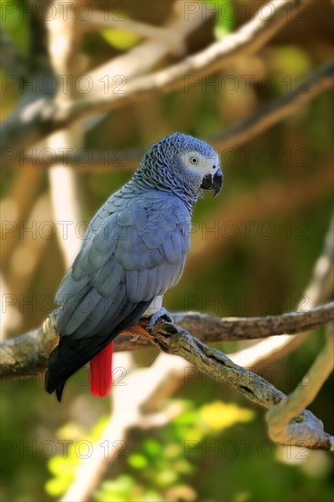 African Grey Parrot (Psittacus erithacus timneh)