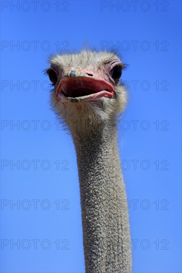 Southern Ostrich (Struthio camelus australis)