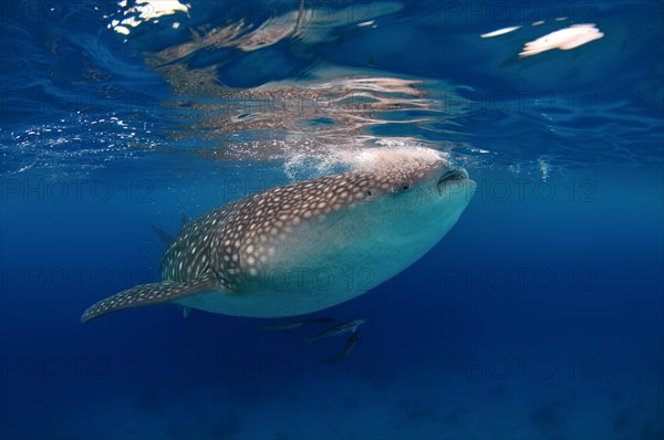 Whale shark (Rhincodon typus) Boholsee