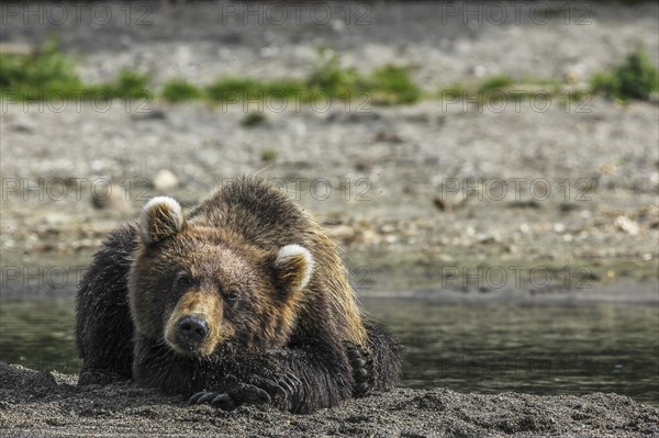 Brown bear (Ursus arctos)