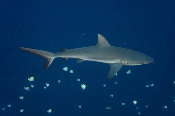 Grey Reef Shark (Carcharhinus amblyrhynchos)