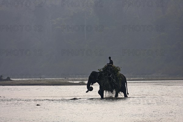 A mahout crosses the East Rapti River with his elephant at Sauraha