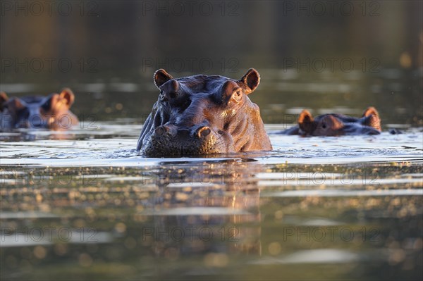 Hippopotamus (Hippopotamus amphibicus)