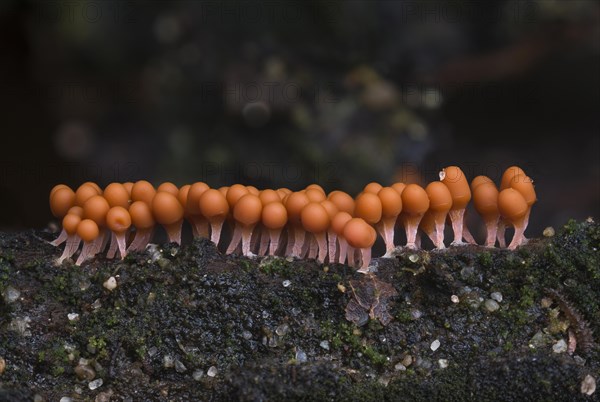 Slime mould species (Trichia decipiens macbride)