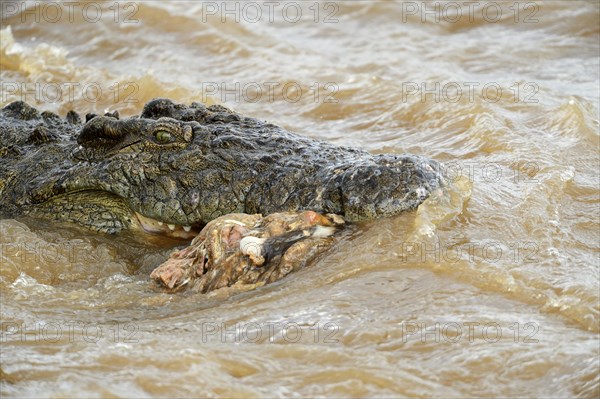 Nile Crocodile (Crocodylus niloticus) in the Mara River with remnants of a carcass in its mouth