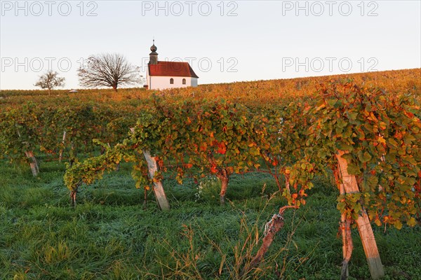 Autumnal vineyards