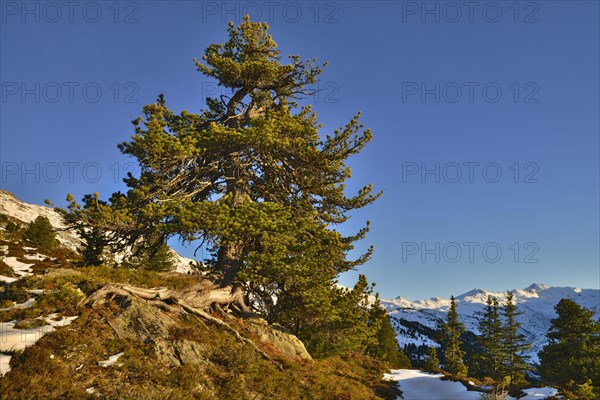 Stone pine (Pinus cembra)