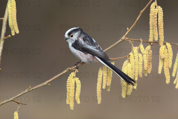 Long-tailed Tit (Aegithalos caudatus) sitting on a flowering hazel branch (Corylus avellana)