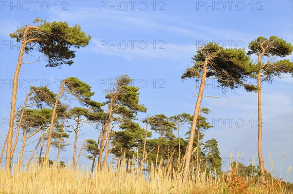 Pine (Pinus sylvestris)