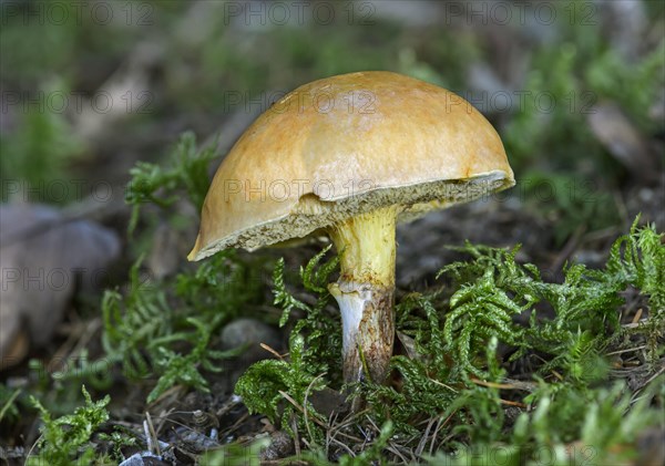 Greville's Bolete (Suillus grevillei)