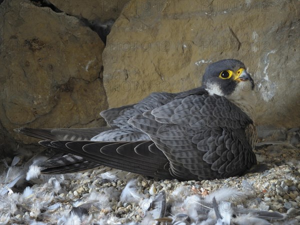 Peregrine Falcon (Falco peregrinus)