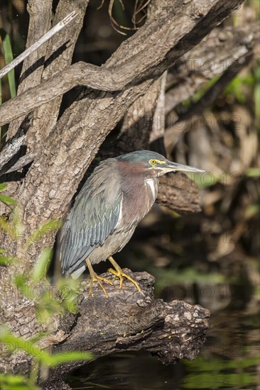 Striated heron (Butorides striata)