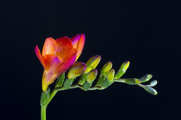 Red Freesia (Freesia) with water drops