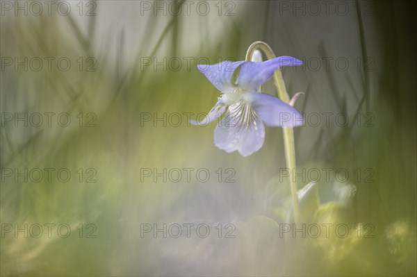 Heath dog-violet (Viola canina)