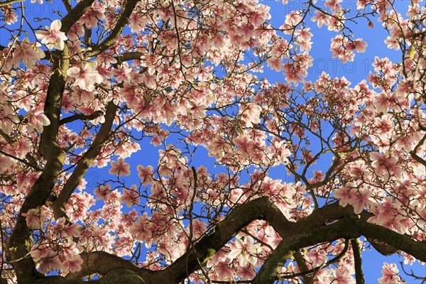 Blossoming magnolia tree