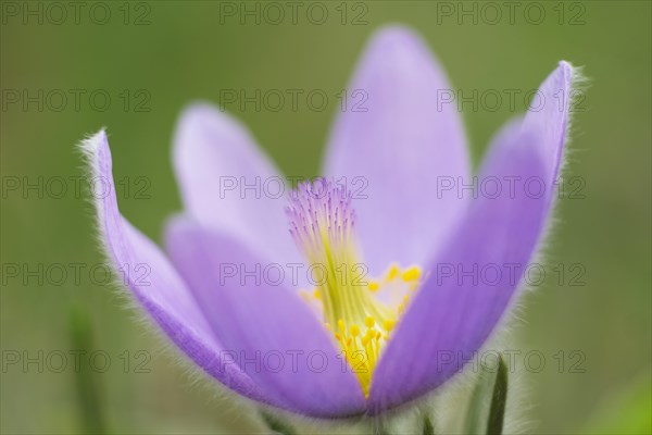 Greater Pasque Flower (Pulsatilla grandis