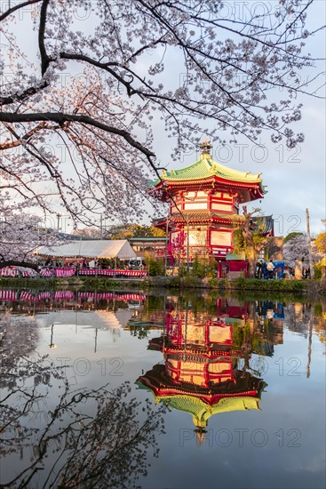 Cherry Blossoms at Shinobazu Pond