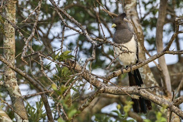 White-bellied go-away-bird (Corythaixoides leucogaster)