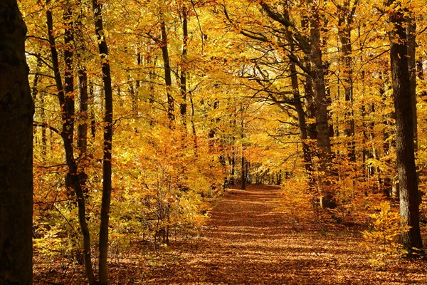 Herbstwald