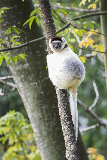 Verreaux's Sifaka (Propithecus verreauxi)