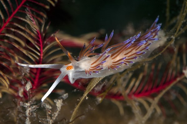 Cratena slug (Cratena peregrina)