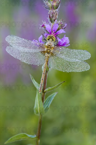 Common Darter (Sympetrum striolatum)