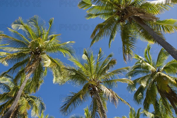 Palm grove