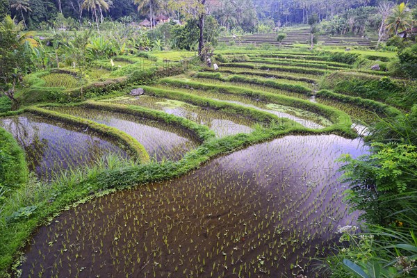 Rice paddies and rice terraces