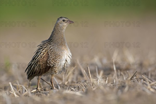 Corncrake (Crex crex) preening