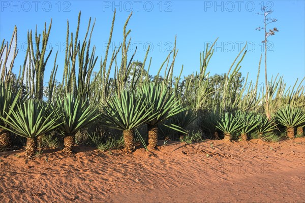 Sisal (Agave sisalana)