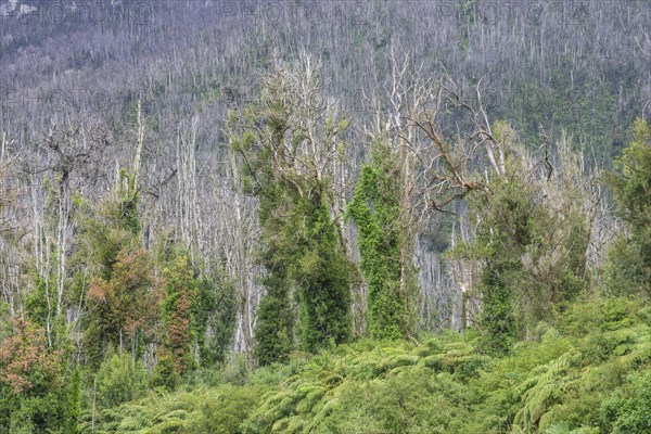 Destroyed forest by the outbreak of the Chaiten volcano