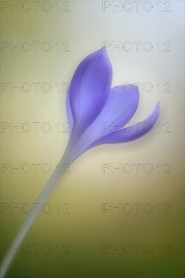 Autumn Crocus (Crocus speciosus)