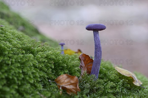 Amethyst Deceiver (Laccaria amethystina)