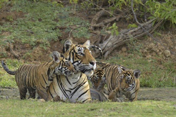 Bengal Tigers (Panthera tigris tigris)